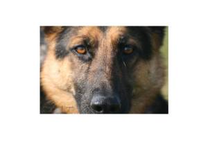 German shepherd