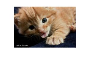 Kitten